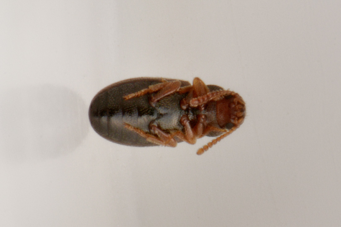 Piccolino in cerca di famiglia:  Myrmechixenus subterraneus (Tenebrionidae)